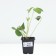 Strawberry Gardener Ostara, P9 pot, 1 pc, summer 2024