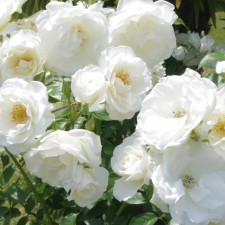 Seedling rose 