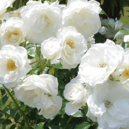Seedling rose "iceberg", tube, spring 2025