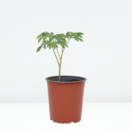 PION Milk -flowered Omeo Snow, pot C3, 1 pc, summer 2024-1