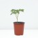 PION Milk -flowered Omeo Snow, pot C3, 1 pc, summer 2024