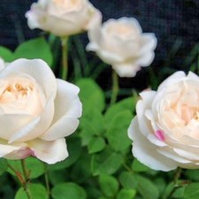 Seedling rose 