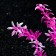 The artificial aquarium plant on the platform in the form of a snag, 30 cm, pink