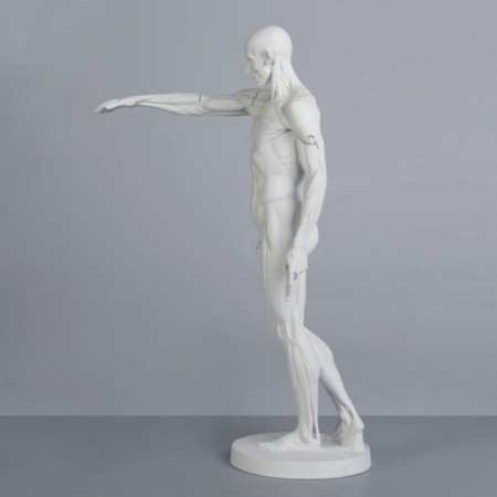 Gypsum figure is anatomical: Gudon, 73.5 cm-2