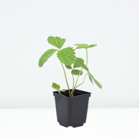 Strawberry Garden Darselect, P9 Pot, 1 pc, summer 2024-1
