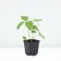 Strawberry Garden Darselect, P9 Pot, 1 pc, summer 2024