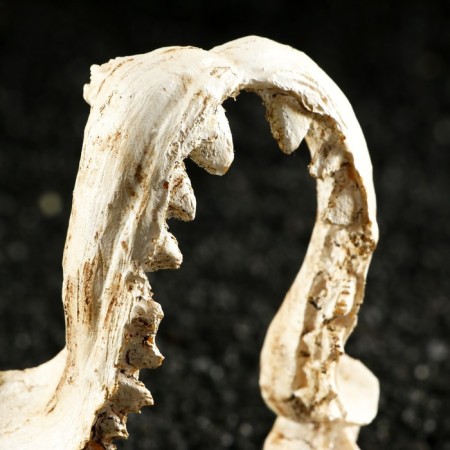 Decor for the Aquarium "Jaw", 9.5 x 6 x 11 cm-3