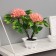 Bonsai in the pot "Ashoka room" 23x11 cm, mix