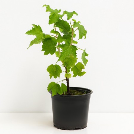 Currants Belaya Smolyaninovskaya, C2 pot, H20-40 Height, 1 pc, summer 2024-1
