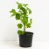 Currants Belaya Smolyaninovskaya, C2 pot, H20-40 Height, 1 pc, summer 2024