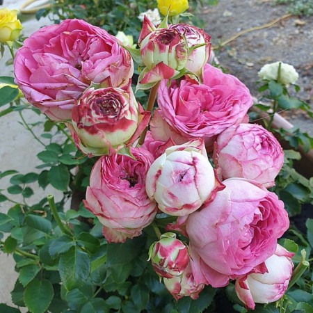 Seedling rose datch mejik, spray rose, pot 2 l., Summer 2024