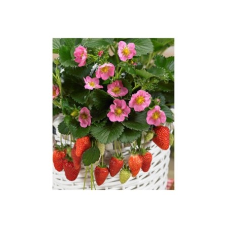 Strawberry Garden Gazan F1, P9 Pot, Summer 2024-1
