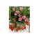 Strawberry Garden Gazan F1, P9 Pot, Summer 2024