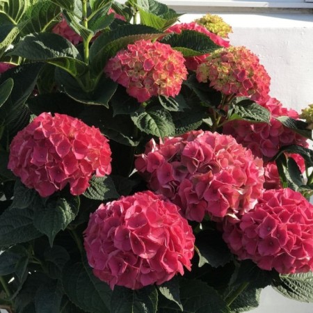 Saphenet Hermses "Macr. Intense Seduction", P9 pot, Summer 2024