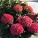 Saphenet Hermses "Macr. Intense Seduction", P9 pot, Summer 2024