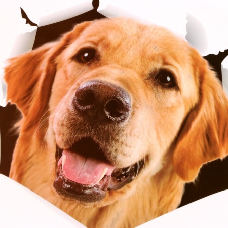 Sticker 3D Interior dog 30*27cm-2