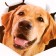 Sticker 3D Interior dog 30*27cm
