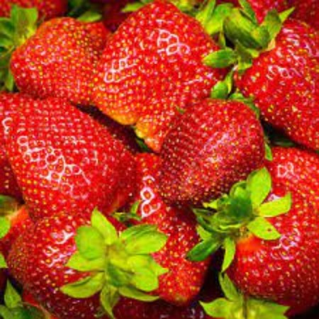 Strawberries of frigo Lucia (Lycia) a (9-15 mm), p9 pot