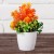 Azalea