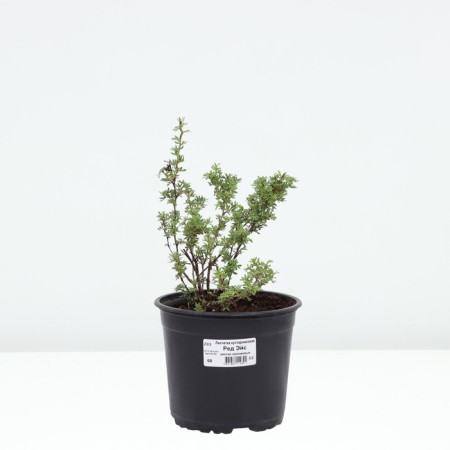 Lapceta shrubby red Ace, C2 pot, 1 pc, summer 2024-2
