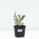 Lapceta shrubby red Ace, C2 pot, 1 pc, summer 2024