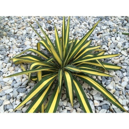 Sahenian yukka filament "Color Guard", P9 pot, summer 2024