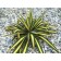 Sahenian yukka filament "Color Guard", P9 pot, summer 2024