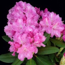 Rhododendron Katevbinsky 