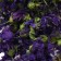 Dry flowers "mallow" for cupcakes, cakes and drinks, 5 g.