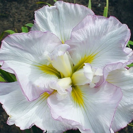 Iris Japanese lady in Weating, rr I, 1 pc, spring 2024