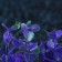 The artificial aquarium bush, 10 cm, purple