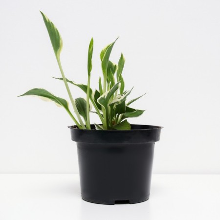 Khosta Fordun Patriot, C2 pot, H10-50 height, 1 pc, summer 2024-1