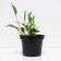 Khosta Fordun Patriot, C2 pot, H10-50 height, 1 pc, summer 2024