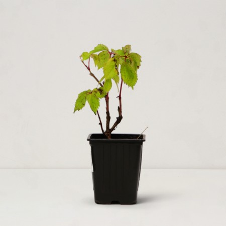 Grape seeder girl five -line/ Virginsky, pot P9, Summer 2024-1