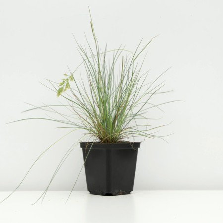 Sizya's oatmeal "Freddy", pot p9, 1 pc, spring 2024-1