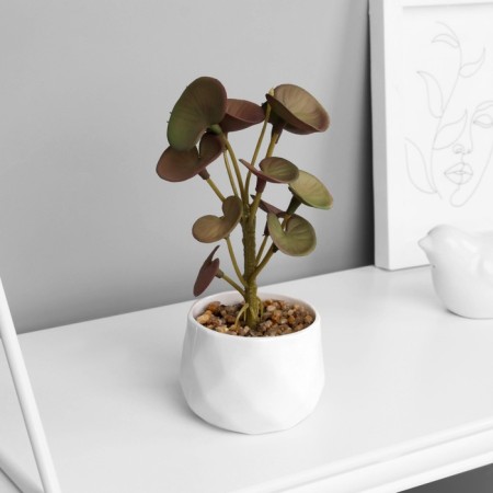 Bonsai in the pot "Peperomy of Lux" (soft sheet) 13x6 cm, mix
