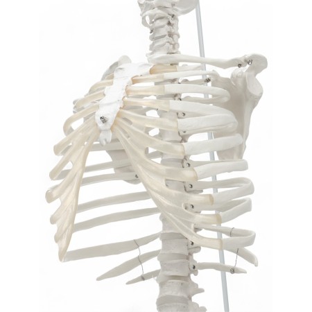 Lumbar spine "Luminer, hip joint" 40*26cm-10