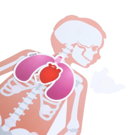 Velcro game "My Body", Anatomy-4