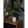Decorative plant in a ceramic pot of Monster, 12 × 12 × 70 cm