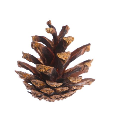 New Year's decor "Set of natural cones" 12 pcs.-2