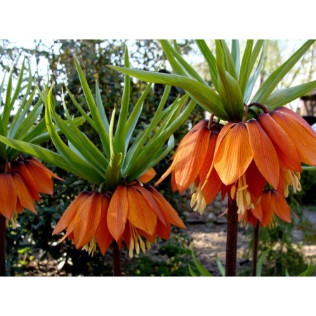 Row Imperial Garland Star, 20/24 rr, 1 pc, 90-100 h (cm), autumn 2024