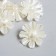 Decor for creativity Plastic "Flower-Goffra Pearl" set 10 pcs 1.2x3.1x3.1 cm