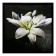 Picture "White Lilia" 75*75 cm
