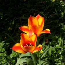 Tulip Graig Cape code, 10/11 rr, 10 pcs, 25 h (cm), autumn 2024