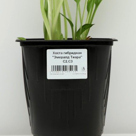 Hybrid Hoste "Emerald Tiara", pot C2, 1 pc, spring 2024-3