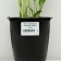 Hybrid Hoste "Emerald Tiara", pot C2, 1 pc, spring 2024