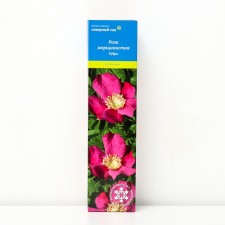 Wrinkler rose (Northern Garden series) 