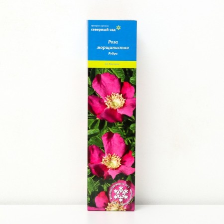 Wrinkler rose (Northern Garden series) "Rubra" 1 pc, tube, spring 2025