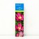 Wrinkler rose (Northern Garden series) "Rubra" 1 pc, tube, spring 2025
