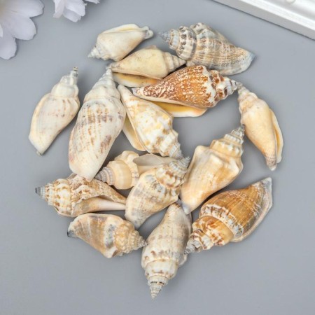 Decorative shells "Strombus urceus" 15 pcs